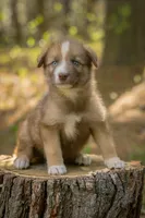 Sasha, a female Border Collie and Alaskan Husky for sale in Columbus, WI – Photo 1 of 3