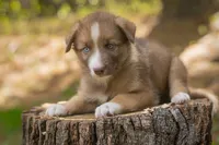 Sasha, a female Border Collie and Alaskan Husky for sale in Columbus, WI – Photo 2 of 3