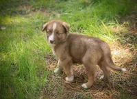 Sasha, a female Border Collie and Alaskan Husky for sale in Columbus, WI – Photo 3 of 3