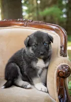 Hope, a female Alaskan Husky for sale in Columbus, WI – 3 of 5