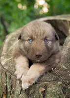 Yukon, a male Alaskan Husky for sale in Columbus, WI – 3 of 5