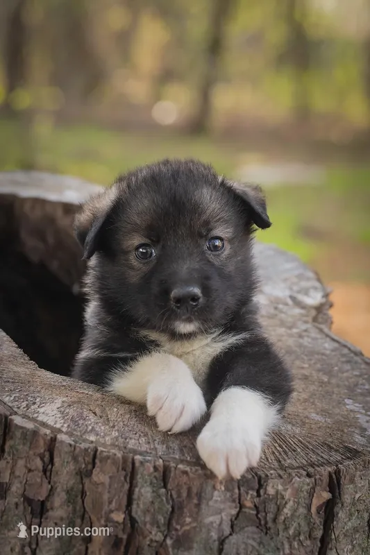 Rocky – Border Collie, Alaskan Husky puppy for sale in Columbus, WI