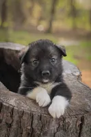 Rocky, a male Border Collie and Alaskan Husky for sale in Columbus, WI – Photo 1 of 6