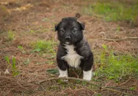 Rocky, a male Border Collie and Alaskan Husky for sale in Columbus, WI – Photo 3 of 6