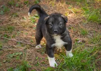 Rocky, a male Border Collie and Alaskan Husky for sale in Columbus, WI – Photo 4 of 6