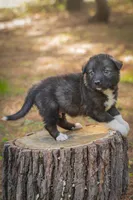 Rocky, a male Border Collie and Alaskan Husky for sale in Columbus, WI – Photo 2 of 6