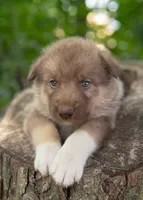 Rex, a male Alaskan Husky for sale in Columbus, WI – 1 of 4