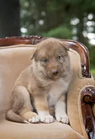 Rex, a male Alaskan Husky for sale in Columbus, WI – 2 of 4