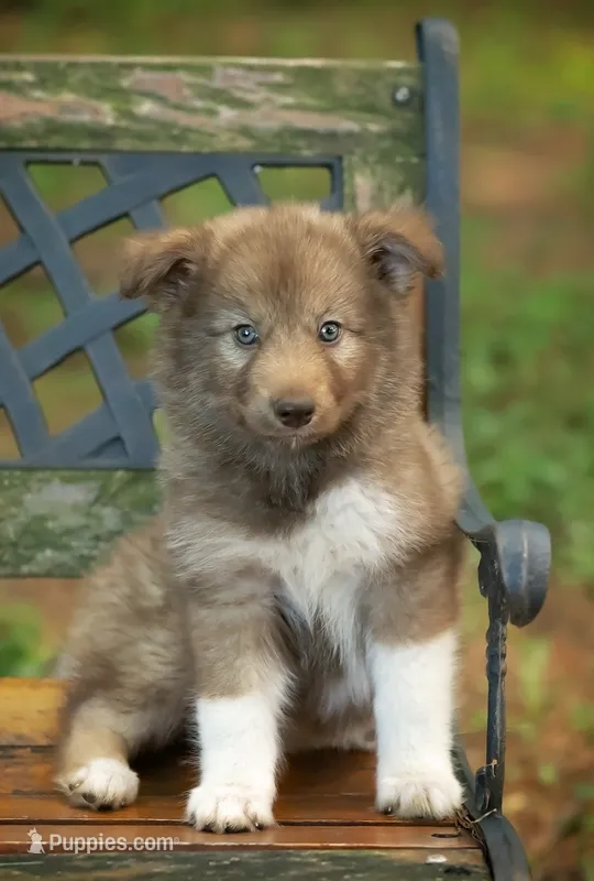 Sasha – Alaskan Husky puppy for sale in Columbus, WI