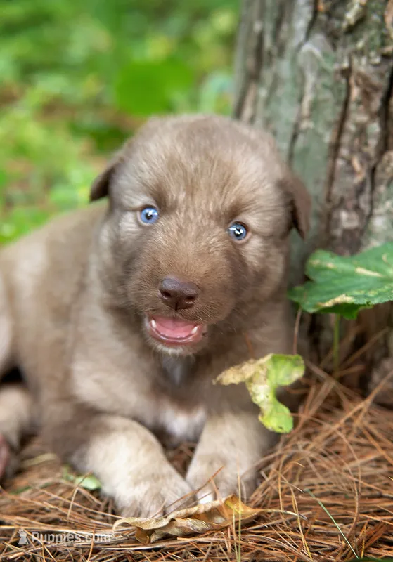 Yukon – Alaskan Husky puppy for sale in Columbus, WI