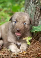 Yukon, a male Alaskan Husky for sale in Columbus, WI – 1 of 5