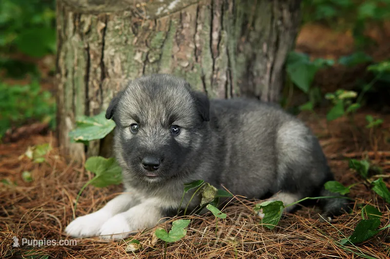 Keira – Alaskan Husky puppy for sale in Columbus, WI
