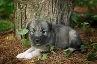 Keira, a female Alaskan Husky for sale in Columbus, WI – 1 of 4