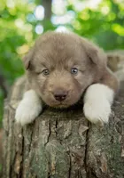 Sasha, a female Alaskan Husky for sale in Columbus, WI – 3 of 4