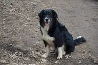 Dolly, a female Australian Shepherd and Alaskan Husky for sale in Columbus, WI – Photo 8 of 8