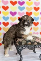 Dolly, a female Australian Shepherd and Alaskan Husky for sale in Columbus, WI – Photo 4 of 8