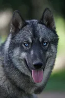 Dolly, a female Australian Shepherd and Alaskan Husky for sale in Columbus, WI – Photo 7 of 8