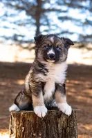Dolly, a female Australian Shepherd and Alaskan Husky for sale in Columbus, WI – Photo 1 of 8