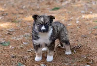 Dolly, a female Australian Shepherd and Alaskan Husky for sale in Columbus, WI – Photo 2 of 8