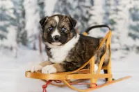 Dolly, a female Australian Shepherd and Alaskan Husky for sale in Columbus, WI – Photo 6 of 8