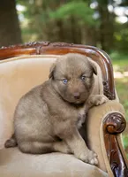 Yukon, a male Alaskan Husky for sale in Columbus, WI – 2 of 5
