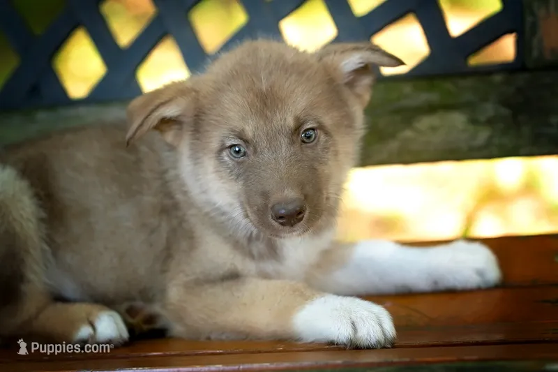 Rex – Alaskan Husky puppy for sale in Columbus, WI