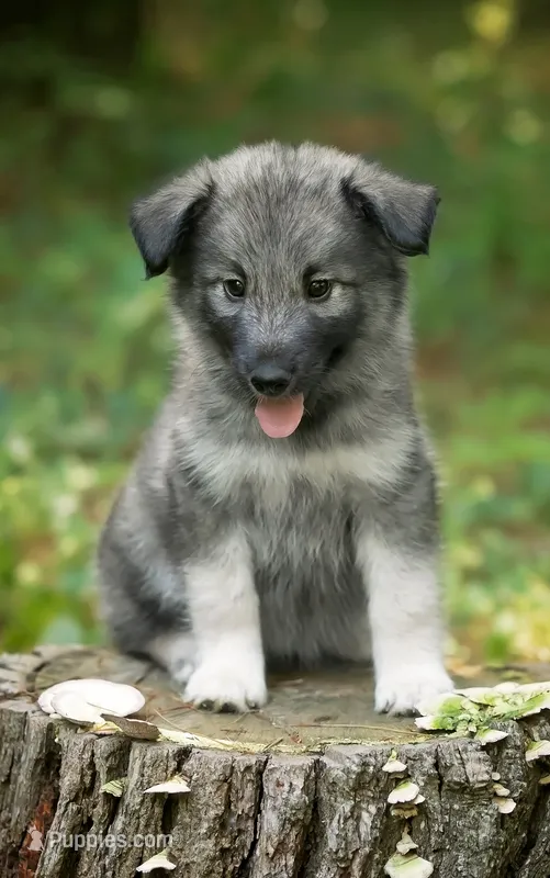 Keira – Alaskan Husky puppy for sale in Columbus, WI