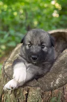 Keira, a female Alaskan Husky for sale in Columbus, WI – 3 of 4