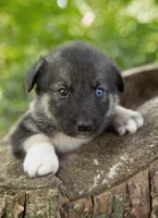 Hope, a female Alaskan Husky for sale in Columbus, WI – 2 of 5