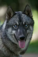 Rex, a male Alaskan Husky for sale in Columbus, WI – 4 of 4