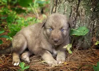 Yukon, a male Alaskan Husky for sale in Columbus, WI – 4 of 5