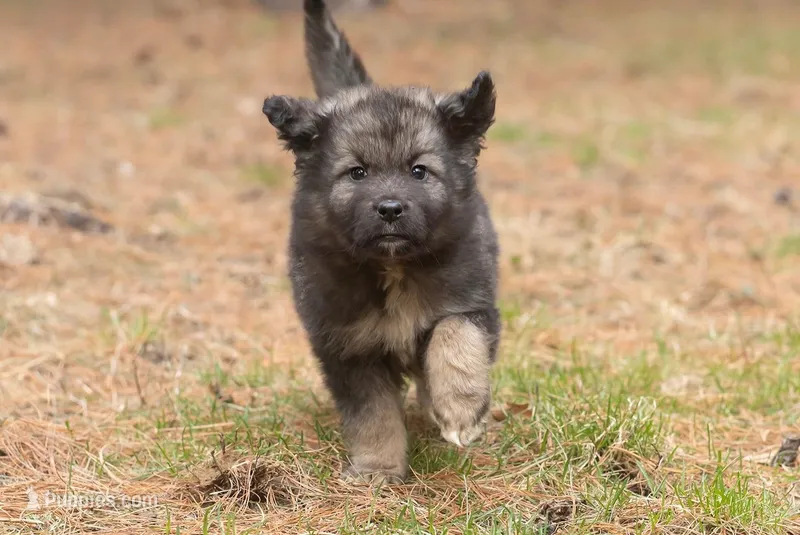 Scout, a male Australian Shepherd and Siberian Husky for sale in Columbus, WI – Photo 1 of 5