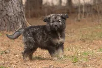 Scout, a male Australian Shepherd and Siberian Husky for sale in Columbus, WI – Photo 3 of 5
