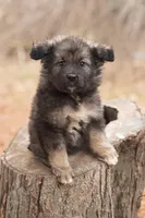 Scout, a male Australian Shepherd and Siberian Husky for sale in Columbus, WI – Photo 2 of 5