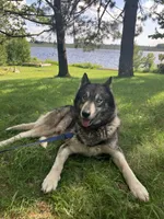 Scout, a male Australian Shepherd and Siberian Husky for sale in Columbus, WI – Photo 5 of 5