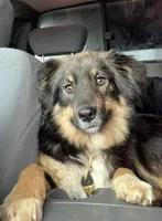 Scout, a male Australian Shepherd and Siberian Husky for sale in Columbus, WI – Photo 4 of 5