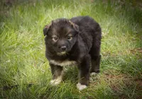 Lucy, a female Border Collie and Alaskan Husky for sale in Columbus, WI – Photo 4 of 4