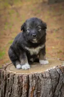 Lucy, a female Border Collie and Alaskan Husky for sale in Columbus, WI – Photo 2 of 4