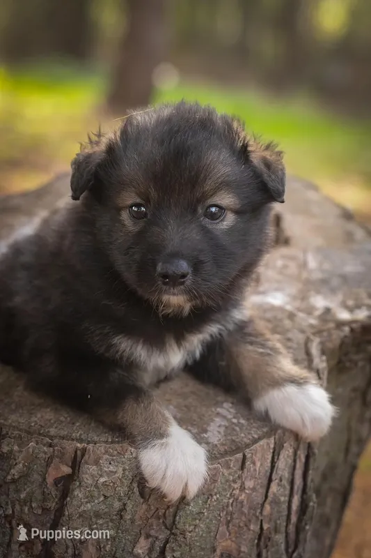 Lucy – Border Collie, Alaskan Husky puppy for sale in Columbus, WI