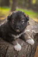 Lucy, a female Border Collie and Alaskan Husky for sale in Columbus, WI – Photo 1 of 4
