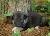 Hope, a female Alaskan Husky for sale in Columbus, WI – 4 of 5