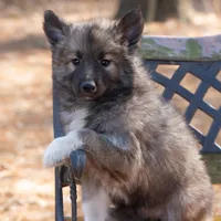 Joy, a female Alaskan Husky for sale in Columbus, WI – Photo 3 of 8