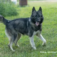 Joy, a female Alaskan Husky for sale in Columbus, WI – Photo 8 of 8