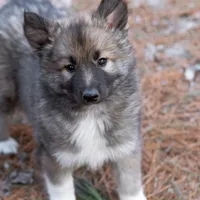 Joy, a female Alaskan Husky for sale in Columbus, WI – Photo 1 of 8