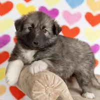 Joy, a female Alaskan Husky for sale in Columbus, WI – Photo 4 of 8