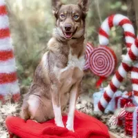 Joy, a female Alaskan Husky for sale in Columbus, WI – Photo 7 of 8