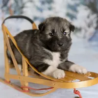 Joy, a female Alaskan Husky for sale in Columbus, WI – Photo 2 of 8