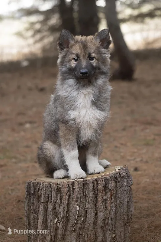 Joy – Alaskan Husky puppy for sale in Columbus, WI
