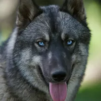 Joy, a female Alaskan Husky for sale in Columbus, WI – Photo 6 of 8