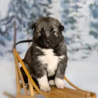 Joy, a female Alaskan Husky for sale in Columbus, WI – Photo 5 of 8